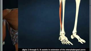 Extensor Digitorum Longus [upl. by Yud256]