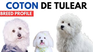 Coton De Tulear Breed Profile History  Price  Traits  Coton De Tulear Grooming Needs  Lifespan [upl. by Flory]