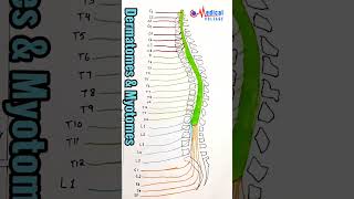 dermatomes amp myotomes  by dr nida ilahi shorts education [upl. by Holub]