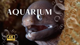 𝕡𝕝𝕒𝕪𝕝𝕚𝕤𝕥 𝐮𝐧𝐝𝐞𝐫𝐰𝐚𝐭𝐞𝐫 🐬quotMoray Eels ‘I Live in a Hole and Yes I’m Judging Youquot  🐚 no ads [upl. by Andrien]