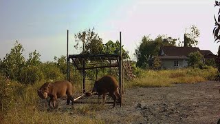 Day 3  Wild Boar Trap  Part 12 [upl. by Jimmie]