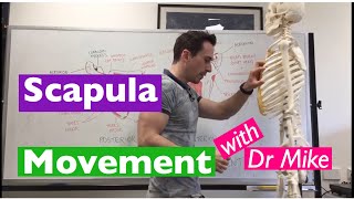 Scapula Movement  Functional Anatomy [upl. by Borszcz839]