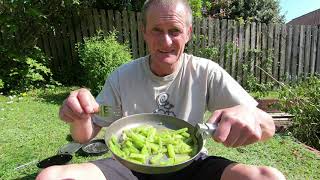 common hogweed cooked and eaten  wild edibles [upl. by Tnarud]