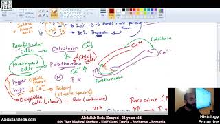 أنسجة الغدة الجار درقية Parathyroid gland histology  عبد الله رضا MD  Rocademia روكاديميا [upl. by Accebber560]