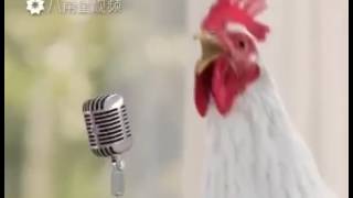 Des poules qui chante [upl. by Nerraf]