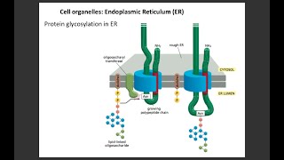 Lecture 3 Protein glycosylation in ER [upl. by Ailam309]