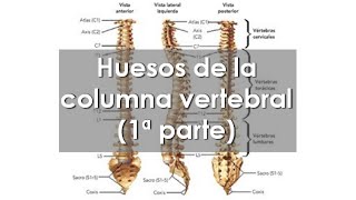 Anatomía del APARATO LOCOMOTOR 🦴 Columna vertebral Parte 1 [upl. by Auqenwahs]