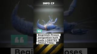 Beginilah proses pergantian kulit moulting pada lobster  moulting lobster [upl. by Anna-Diane]