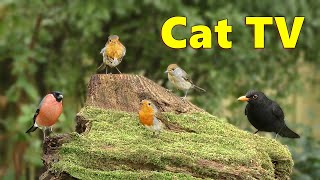 Cat TV  Sweet Birds in My Garden ⭐ 8 HOURS ⭐ [upl. by Stronski]