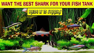 15 Best Freshwater Aquarium Sharks for All Tank Sizes  Mini Sharks  Lifespan and Care Level [upl. by Naid]