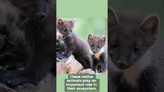 Did You Know This About the Stone Marten stonemarten marten wildlife [upl. by Eiggem629]