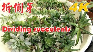 【多肉繁殖】拆側芽之一盆變多盆變成好鴨人XDDD…Succulent PropagationHow to Separate SucculentsDividing succulents [upl. by Locke27]