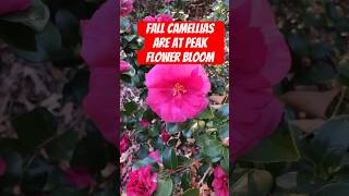 Fall Camellias are at Peak Flower Bloom camellia flowers fallflowers fallbeauty blooming fall [upl. by Zeke]