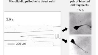 Microfluidic guillotine for singlecell wound repair studies [upl. by Mello]