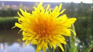 Corn Sow Thistle Sonchus Arvensis  Dindle  20120706 [upl. by Flight]