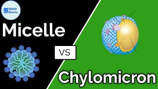 Difference between Chylomicron and Micelle  Gastric Physiology  MBBS Mentor [upl. by Germin]