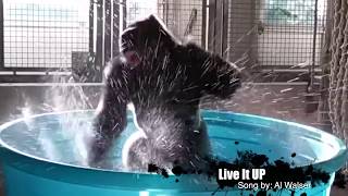 Gorilla dancing in Pool  long version [upl. by Edas]