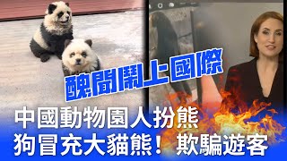 中國動物園被曝動物全是假冒！人扮熊、貓熊竟是被染髮的狗以假亂真⋯⋯還有這些動物一一造假被揭露登上國際媒體⋯⋯ [upl. by Odnanref]