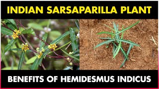 Indian Sarsaparilla Plant Hemidesmus indicus [upl. by Norod]