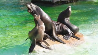 Großer Kalifornischer Seelöwe Sealion Sounds Vocal [upl. by Anees488]