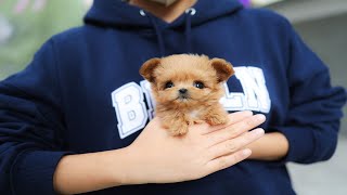 Maltipoo puppy video😊🥰✨ [upl. by Eidson930]