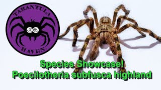 Species Showcase  Poecilotheria subfusca highland [upl. by Dressel]