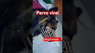 Parvovirus parvo dog parvodisease parvovirussymptoms doglover dogcaretips [upl. by Lantha818]