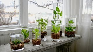 How to Make an Indoor Water Garden 🌿💦  Garden Answer [upl. by Ycart588]