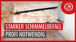 Kellersanierung bei einem über 50 Jahren alten Haus  Extremer Schimmelbefall [upl. by Berg]