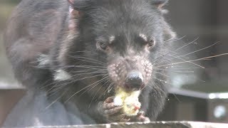 タスマニアデビルの食事風景 多摩動物公園 2017年9月23日 [upl. by Alimaj]