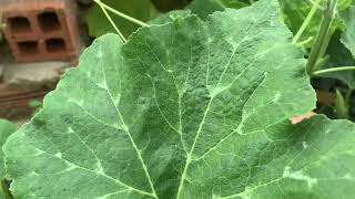 5M Harvesting Pumpkin Vine amp Leaves for Food  small garden in Saigon [upl. by Aniara520]