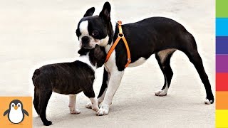 Perros de Boston 🔥 Lindo y Divertido Boston Terrier Videos [upl. by Malloy740]