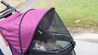 What Fun  Walking Our Persian and Himalayan Kittens In Our Pet Stroller [upl. by Nyrmak382]