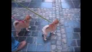 Shiba Inu et la socialisation en ville [upl. by Buchheim275]