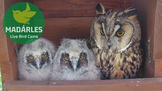 Longeared Owl breeding in 2022 at Tiszavasvári Hungary [upl. by Zoi]