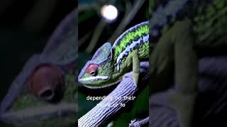 How cameleon change colour chameleon amazing [upl. by Coffee174]