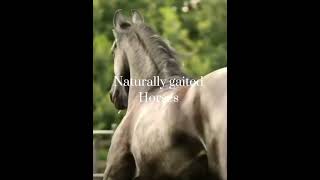 Gaited horses without soring vs with soring also to the guy in the last clip Go to he 11 [upl. by Terra]