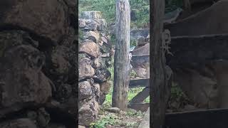 Whitethroated magpie Jaykeeping the cows clean nicaragua nicaragualinda [upl. by Trebreh]