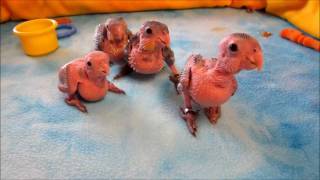 Baby Caique Parrots 15 weeks old [upl. by Lunt]