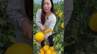 Yellow cucumber harvest so fresh in natural farming fresh natural harvest cucumbers [upl. by Oigile]