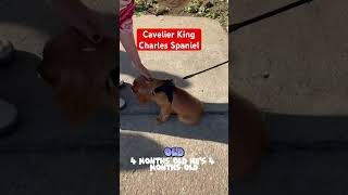 Cavalier King Charles Spanielshortvideofyp [upl. by Alessig]