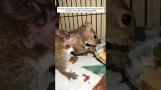 A family rescued a squirrel with its body full of larvae and then animalshorts squirrel [upl. by Guy671]