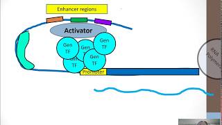 Eukaryotic Gene Regulation part 1 [upl. by Ahsiemak831]