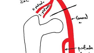 Cruciate anastomosis DR SAMEH GHAZY [upl. by Evetta]