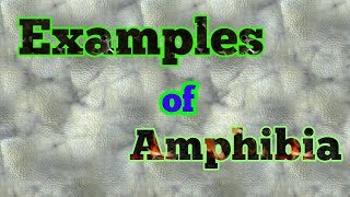 Examples of Amphibians [upl. by Nelg339]