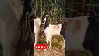 Top quality kota female bakra interview shorts animals [upl. by Michal]