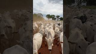 Buchão de quase 500 cabeças pra aparta nelore fazenda [upl. by Bohman]