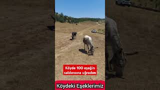 Köyde 100 eşeğin saldırısına uğradım [upl. by Geddes]