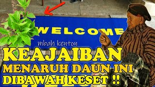 SERIUS JANGAN MAINMAIN❗ KEAJAIBAN MENARUH DAUN KEMANGI DIBAWAH KESET SILAHKAN TES [upl. by Ermeena975]