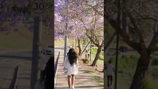 Jacaranda Flower Season 📍 Brisbane 🪻🍃 brisbanecity australiandiaries [upl. by Alexio]